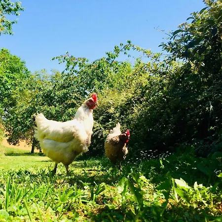 招待所 La Cordilliere 3*